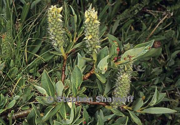 salix planifolia 1 graphic